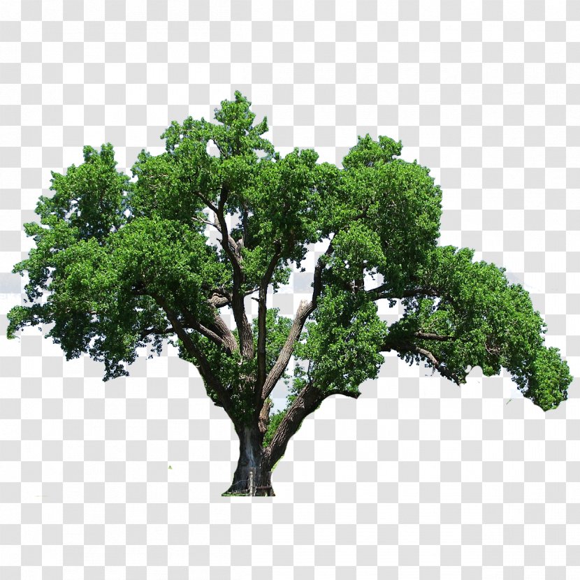 Southern Live Oak Tree Flowering Dogwood Clip Art - Root Transparent PNG