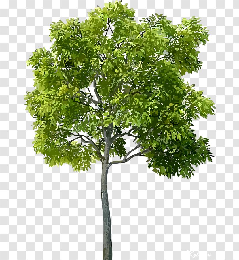 Tree - Plant - Real Transparent PNG