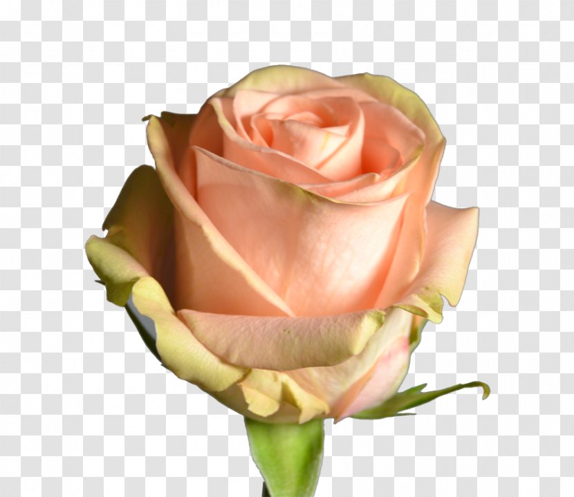 Garden Roses Cabbage Rose Floribunda Pink Cut Flowers - Jetty Transparent PNG