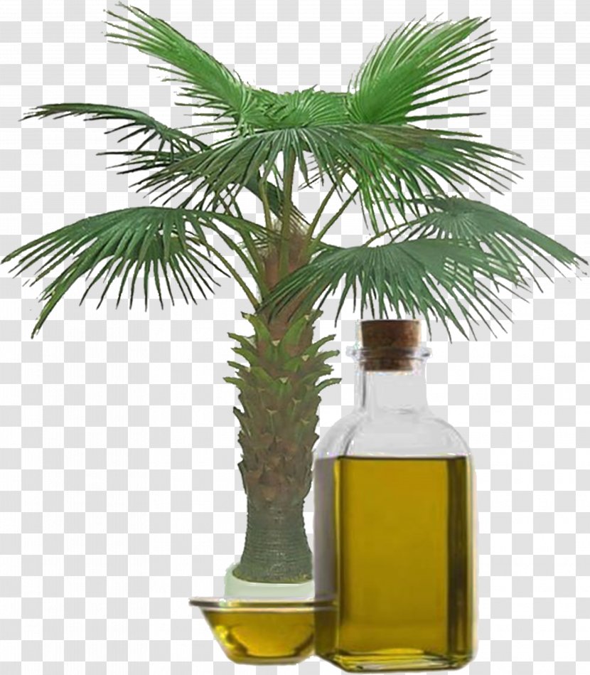 Palm Oil Vegetable Kernel Artikel - Carrier - Olive Transparent PNG