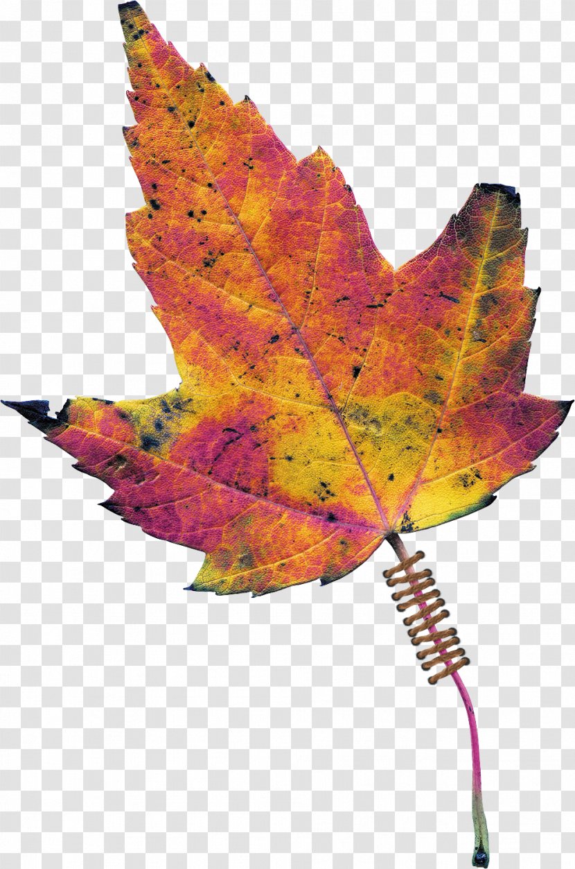 Maple Leaf Tree Plant - Autumn Leaves Transparent PNG