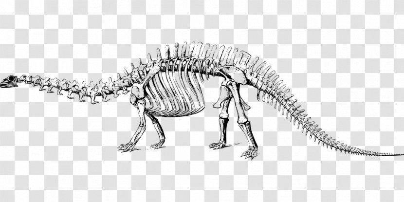 Brontosaurus Tyrannosaurus Stegosaurus Apatosaurus Brachiosaurus - Jurassic - Dinosaur Transparent PNG