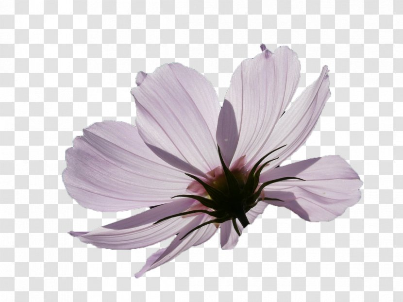 Backlight Purple - Flora - Flowers Transparent PNG
