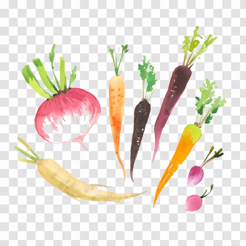 Radish Logo Food - Diet - Hand-painted Vegetable Transparent PNG