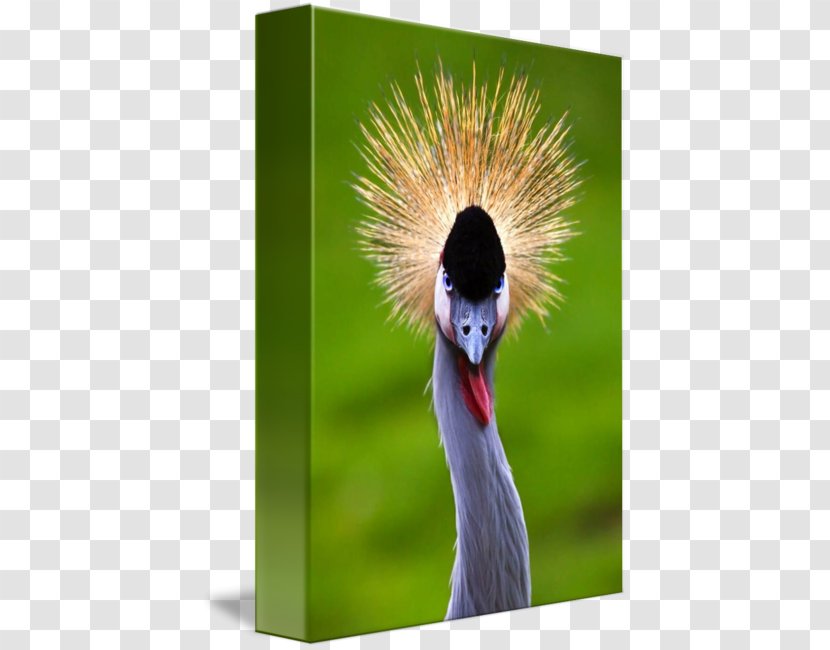 Beak Feather - Crowned Crane Transparent PNG