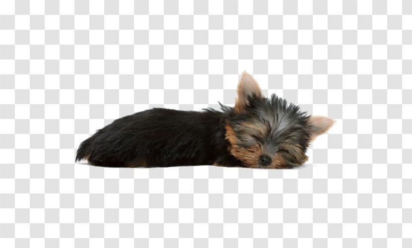 Yorkshire Terrier Dachshund Poodle Chihuahua Pomeranian - Sleeping Dogs Transparent PNG