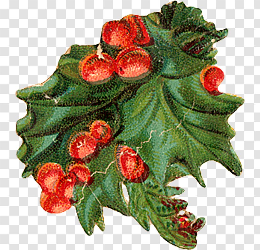 Holly Aquifoliales Christmas Ornament Natural Foods - Plant - Trisha Transparent PNG