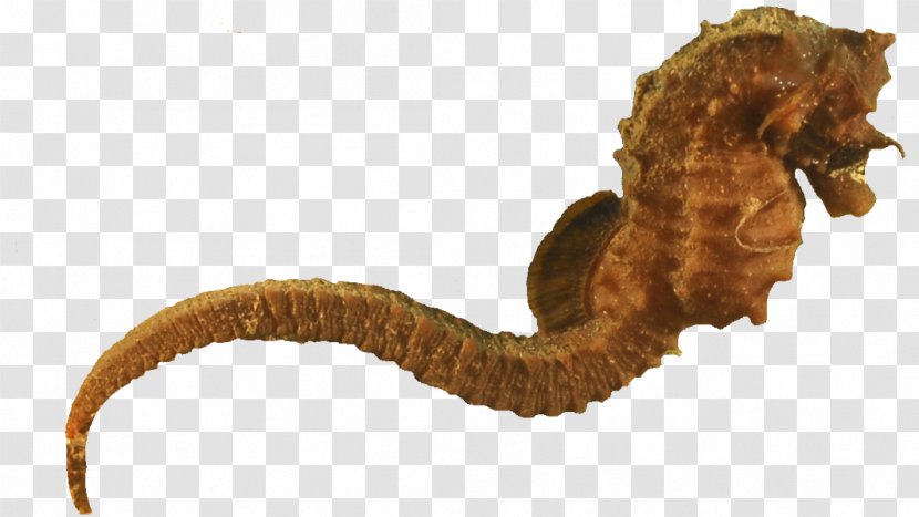 Seahorse Animal - Horse - Seahorses Transparent PNG