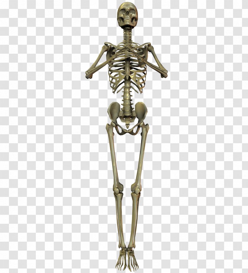Human Skeleton Bone Skull - Brass Transparent PNG