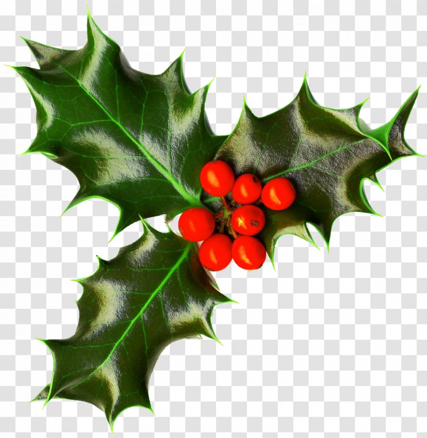 Common Holly Christmas Decoration Tree Clip Art - Fruit Transparent PNG