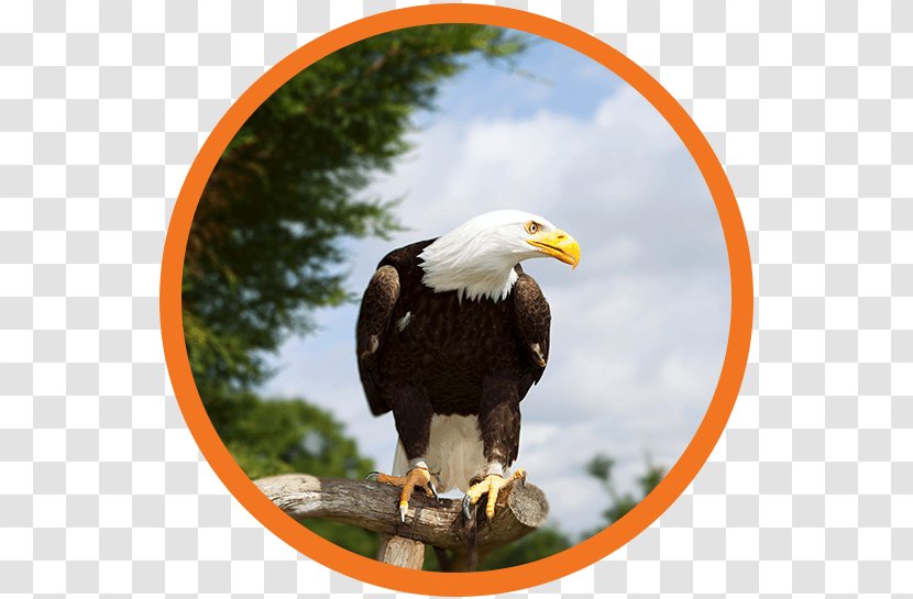 Bald Eagle Motivation Temperate Forest - Deciduous Transparent PNG