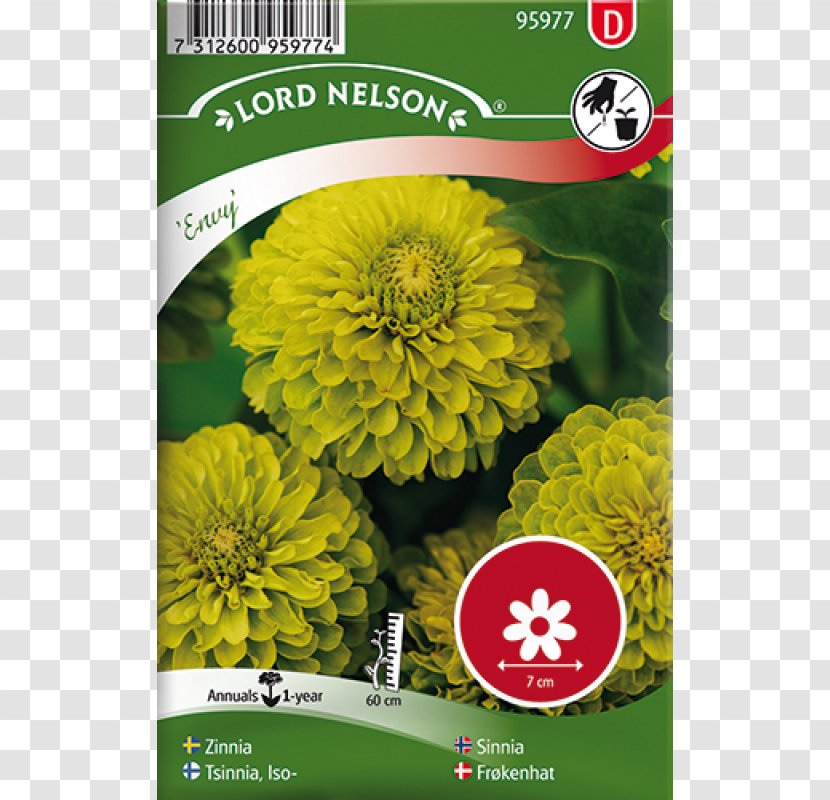 Kale Seed Flower Всхожесть семян Yellow - Plant Transparent PNG