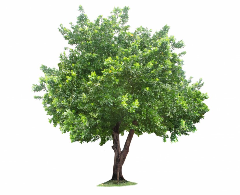 Quotation Life Smith's Gardentown Poster Tree - Top View Transparent PNG