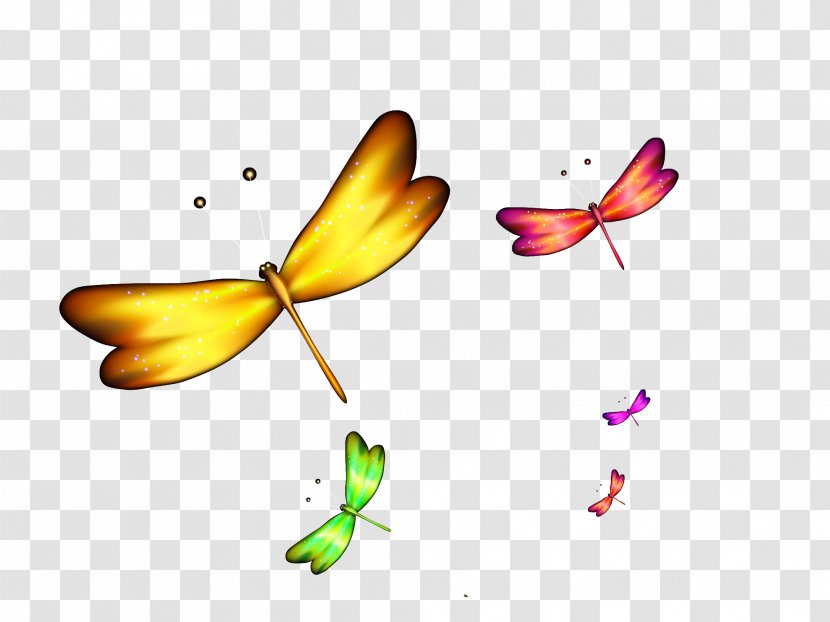 Dragonfly - Moths And Butterflies - Yellow Transparent PNG