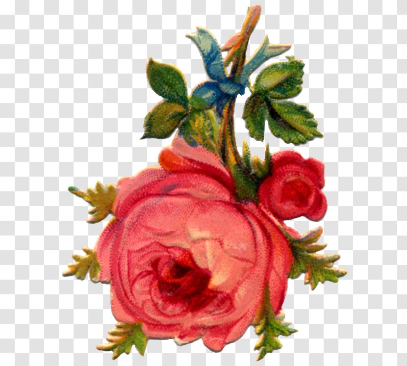 Garden Roses Cabbage Rose Amazon.com Cut Flowers Floral Design - Flower Transparent PNG