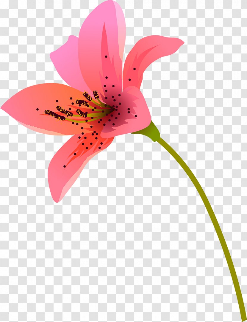 Pink M Alstroemeriaceae Close-up Plant Stem Lily Transparent PNG
