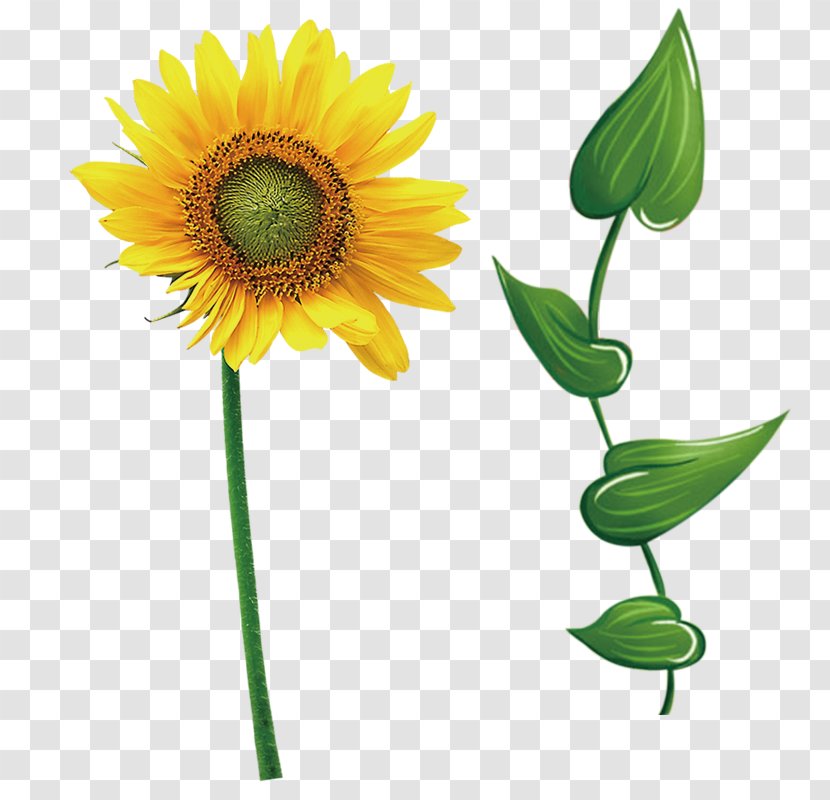 Common Sunflower Leaf Icon - Flower Transparent PNG