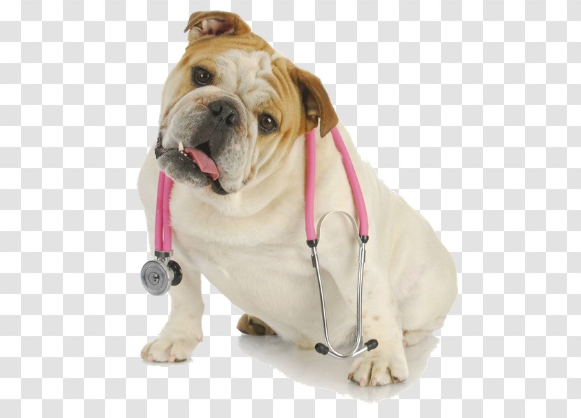 Cat Havanese Dog Pug Cavalier King Charles Spaniel Veterinarian Transparent PNG