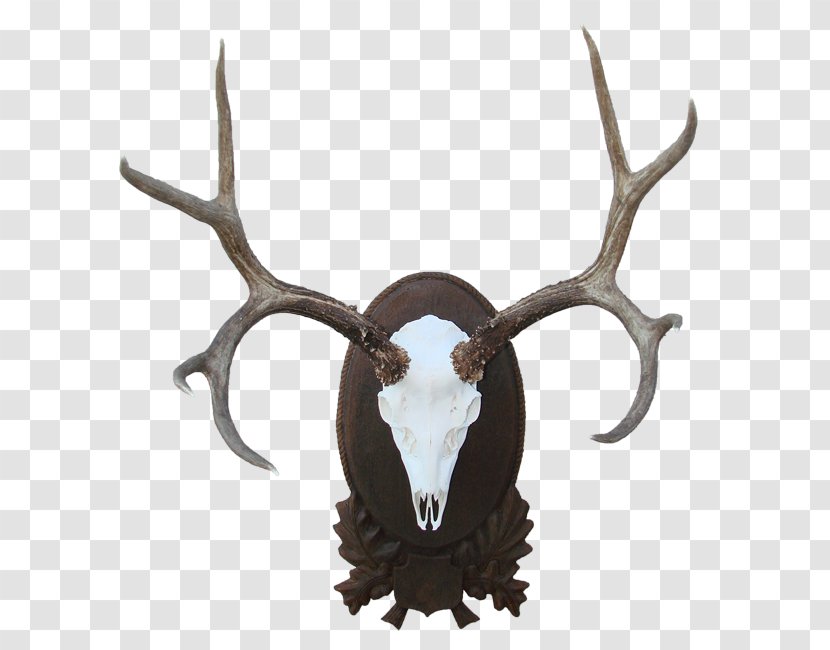 Elk Trophy Hunting Reindeer Cattle Horn - Antler Transparent PNG