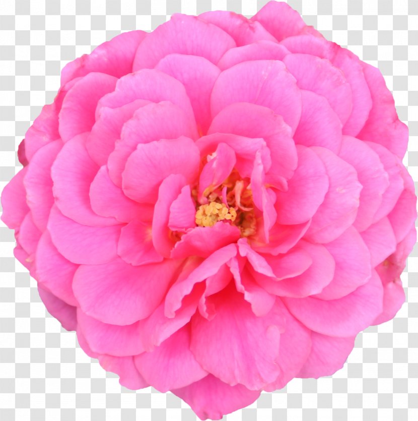 Garden Roses Cabbage Rose Floribunda Cut Flowers Carnation - Flower Pink Color Transparent PNG