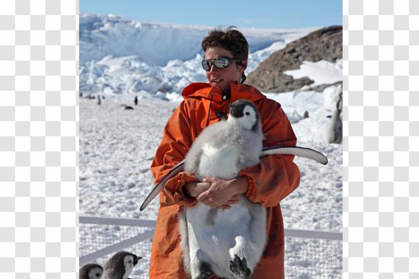 The Emperor Penguin Antarctica Bird - Vacation Transparent PNG