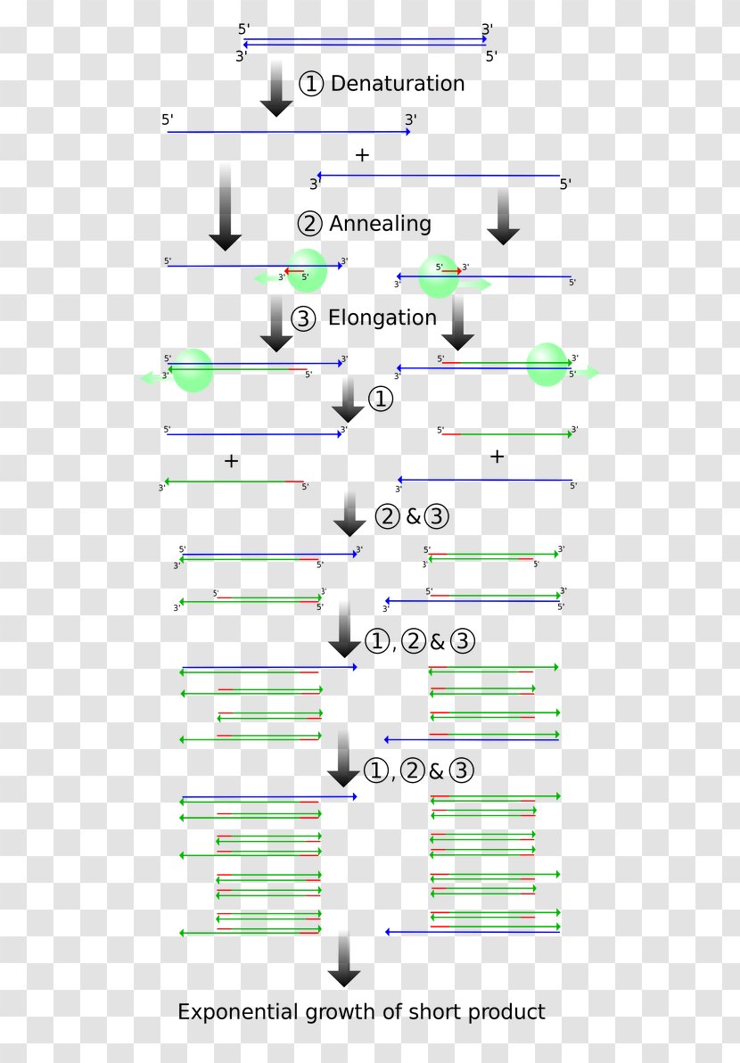 Polymerase Chain Reaction Molecular Cloning DNA - Text - Vector Transparent PNG
