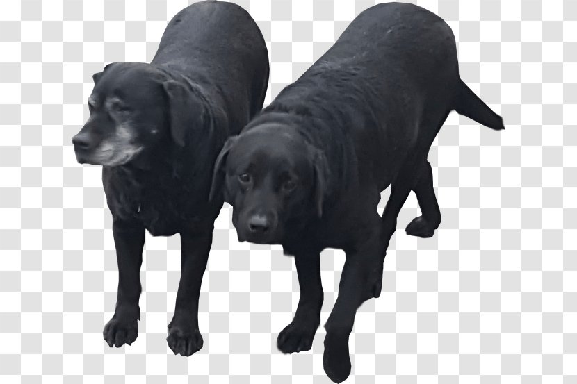 Labrador Retriever Flat-Coated Borador Puppy Animal - Canidae Transparent PNG