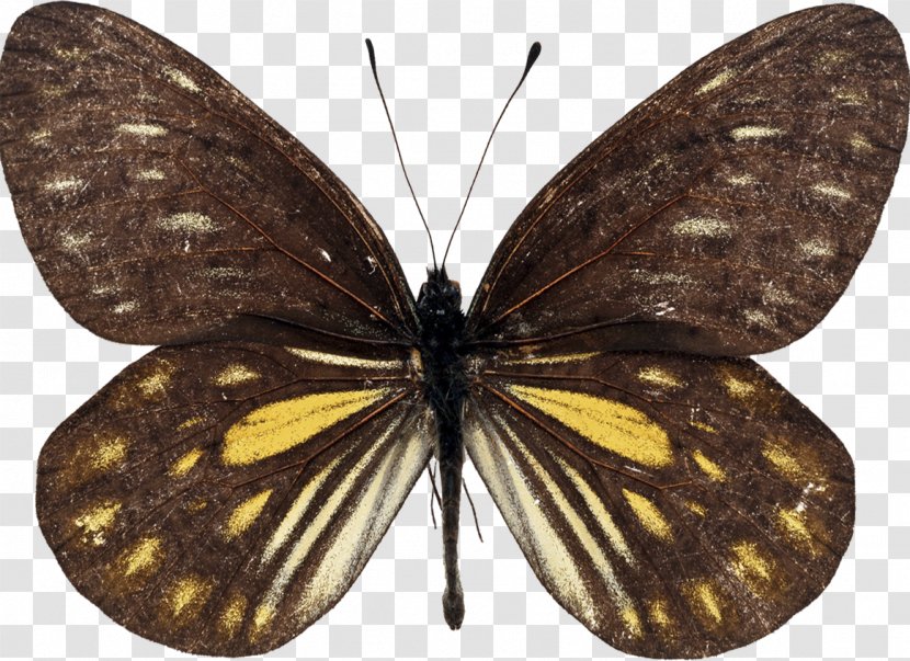 Swallowtail Butterfly Queen Alexandra's Birdwing Australasian Realm - Wing Transparent PNG