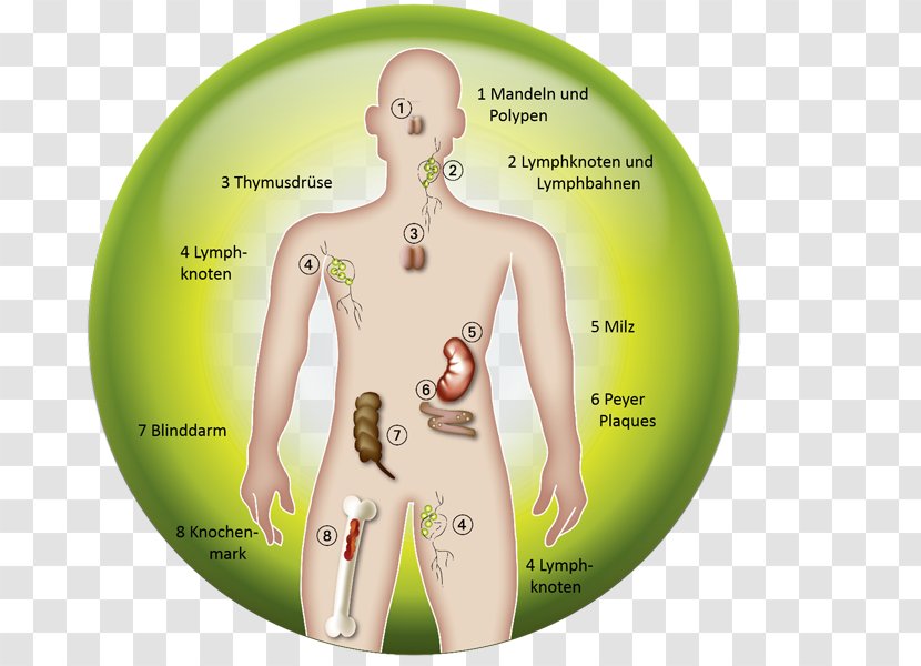 Immune System Organism Immunology Lymphatic Cell - Heart - Kidney Transparent PNG