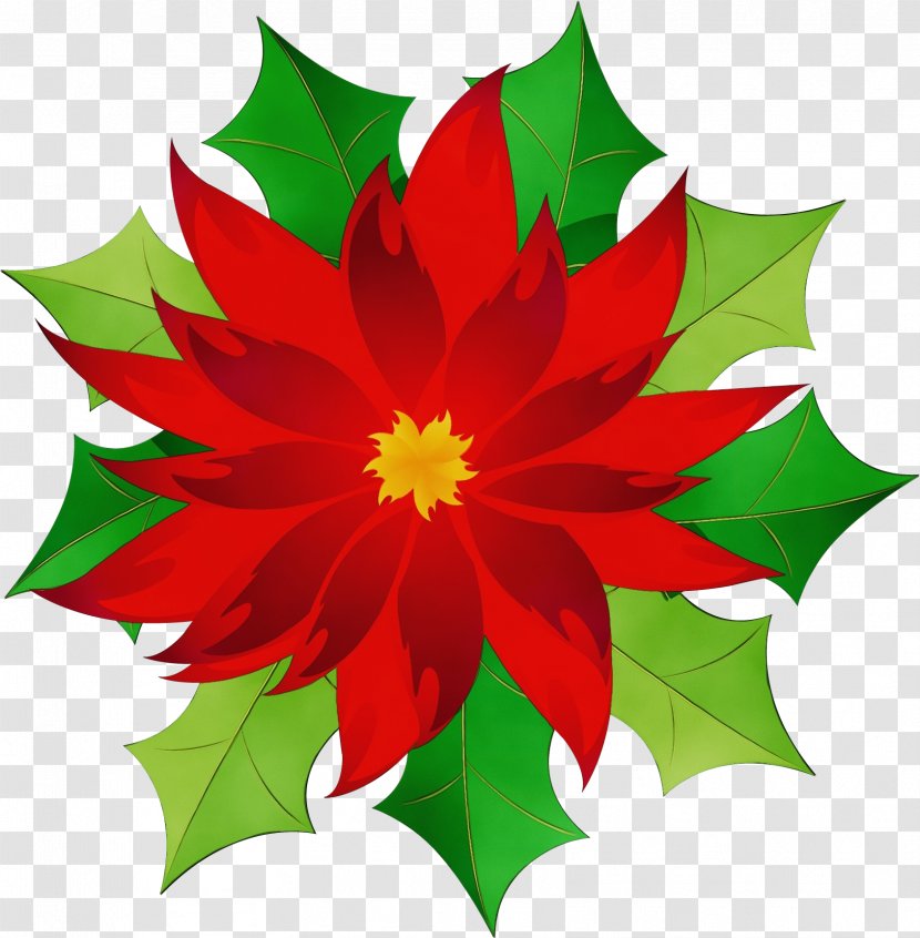 Holly - Flower - Poinsettia Transparent PNG
