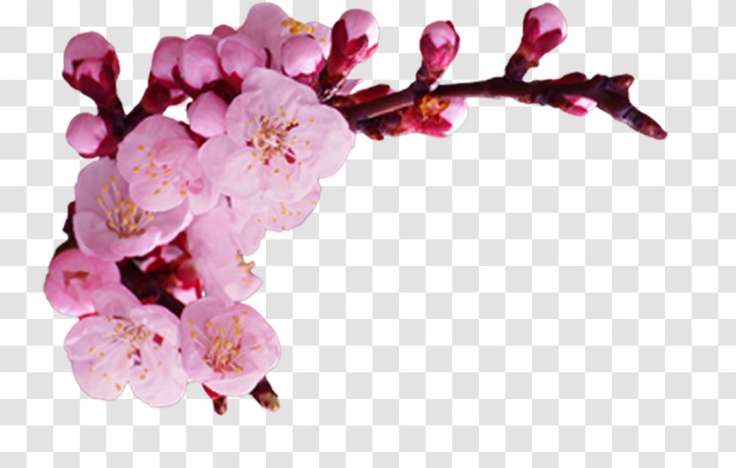 Cherry Blossom Petal ST.AU.150 MIN.V.UNC.NR AD Transparent PNG