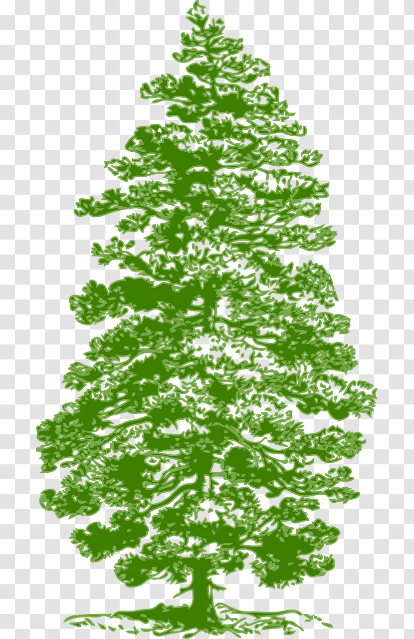 Eastern White Pine Fir Clip Art - Tree Transparent PNG