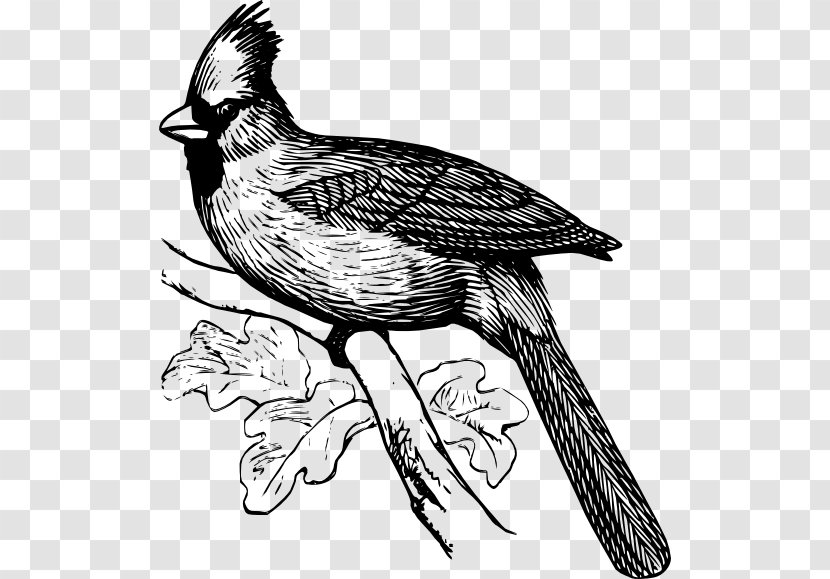 St. Louis Cardinals Northern Cardinal Coloring Book Bird - Drawing Transparent PNG
