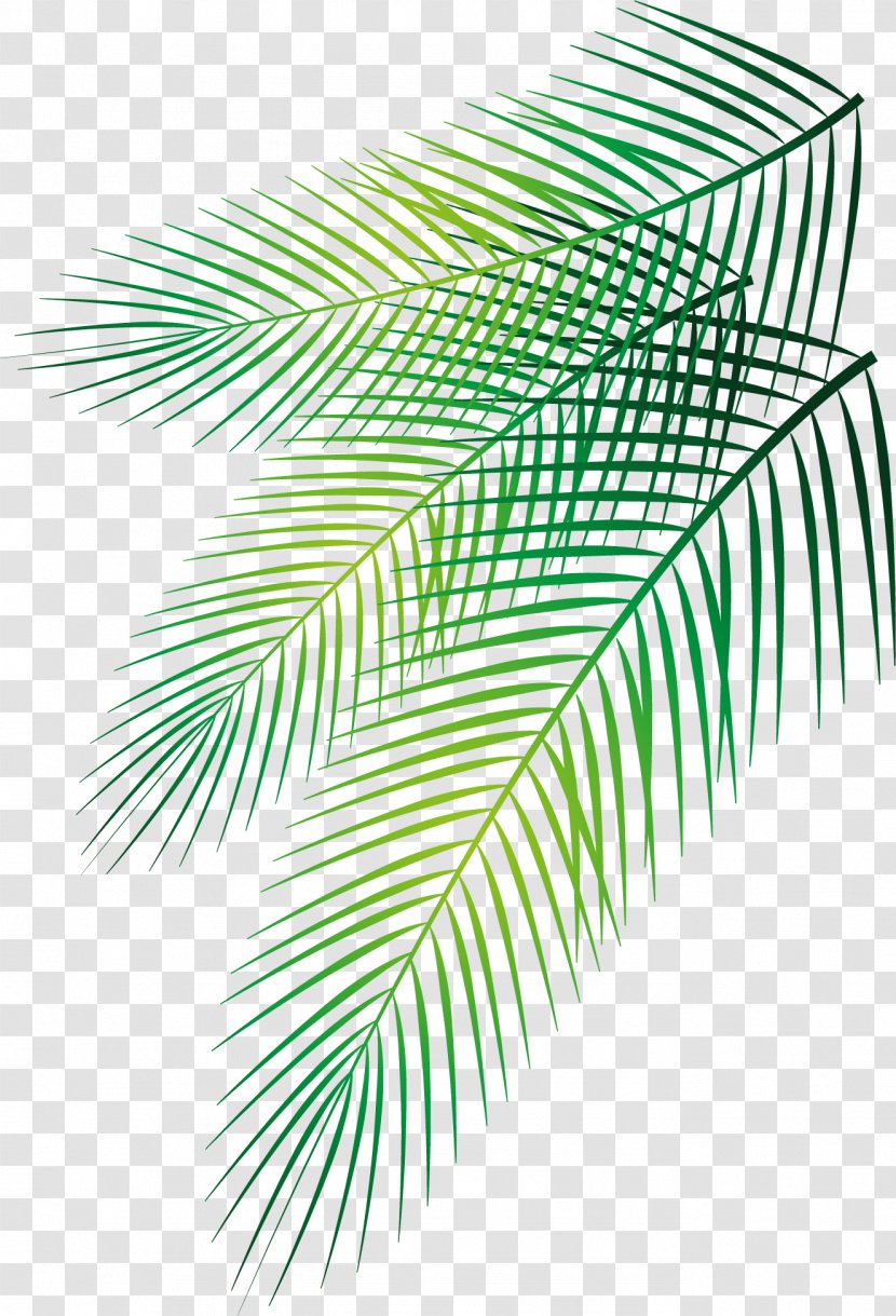 Leaf Arecaceae Date Palm - Vector Hand-painted Transparent PNG