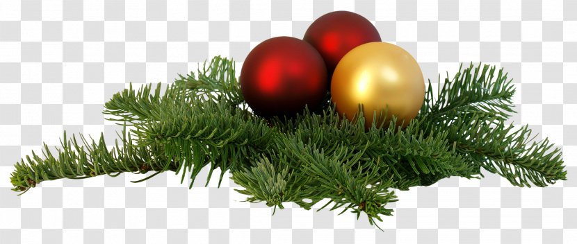 Christmas Tree - Ornament - Branch Transparent PNG