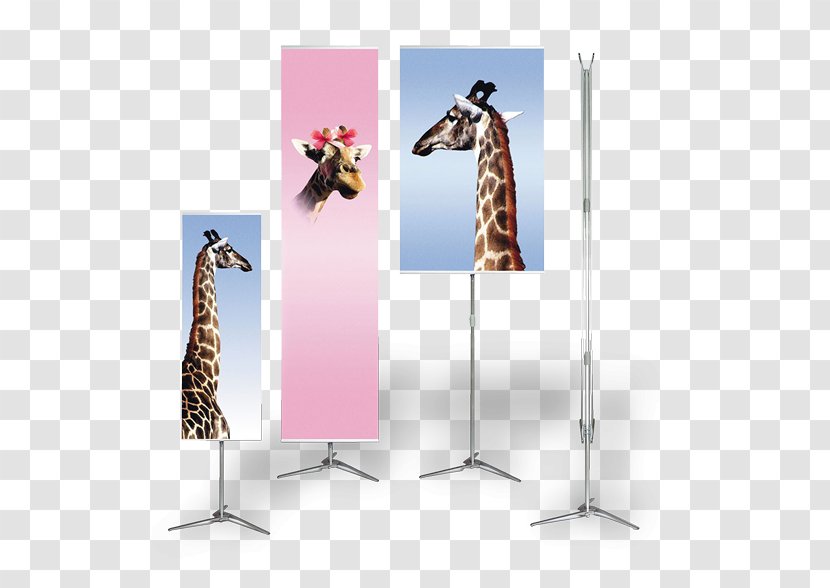 Giraffe Advertising - Giraffidae - Flat Frame Transparent PNG
