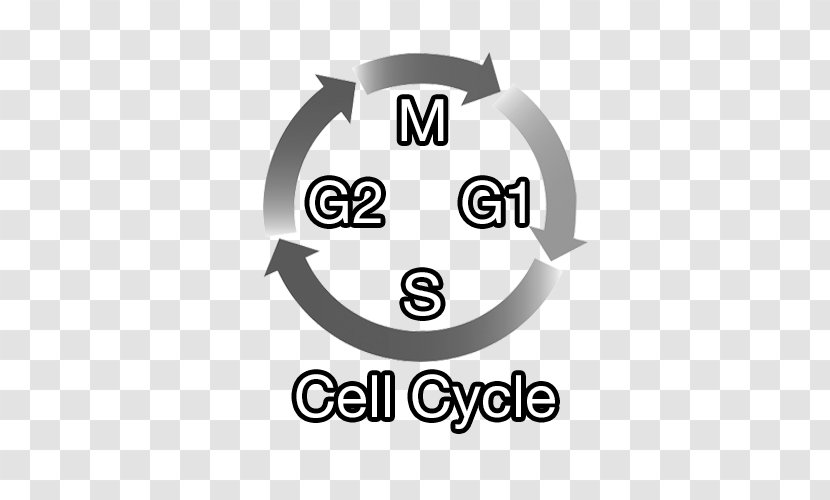Cell Cycle Cyclin-dependent Kinase 4 CDK Inhibitor G1 Phase - Brand - Symbol Transparent PNG