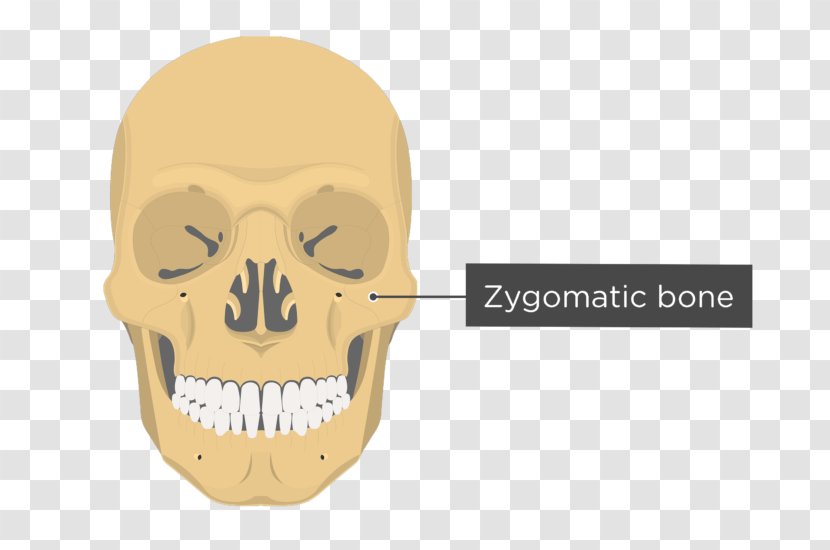 Vomer Lacrimal Bone Nasal Anatomy - Skull Transparent PNG