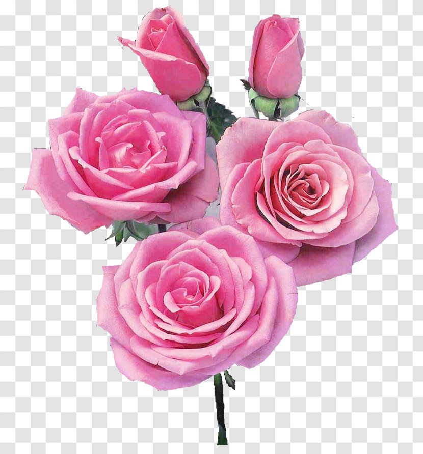 Garden Roses Flower Hybrid Tea Rose Petal - Rosa Transparent PNG