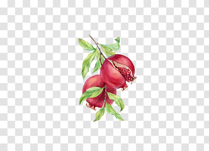 Pomegranate Painting - Watercolor - On The Branches Transparent PNG