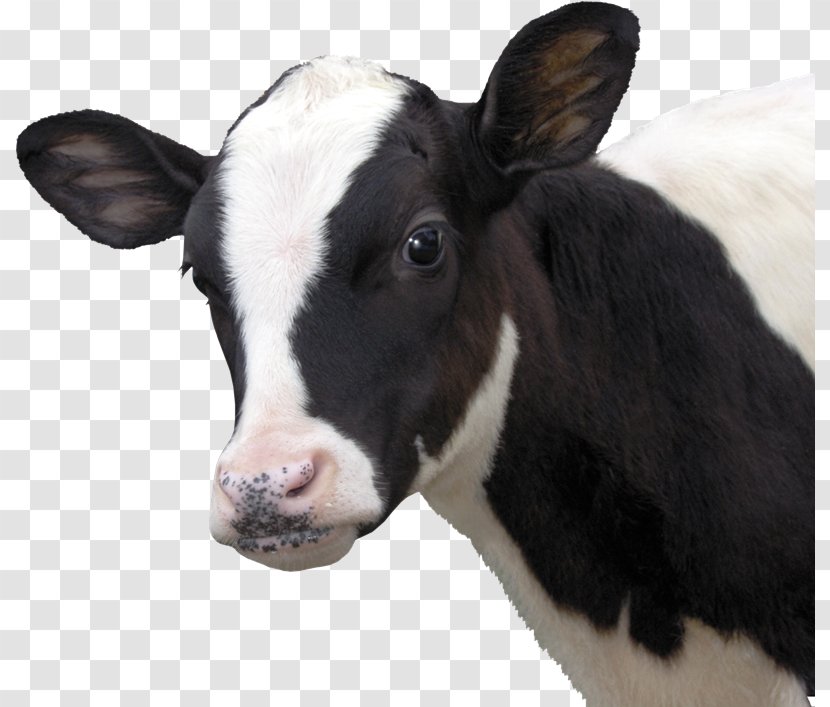Calf Dairy Cattle Eid Al-Adha Bayram - Livestock - Cows Transparent PNG
