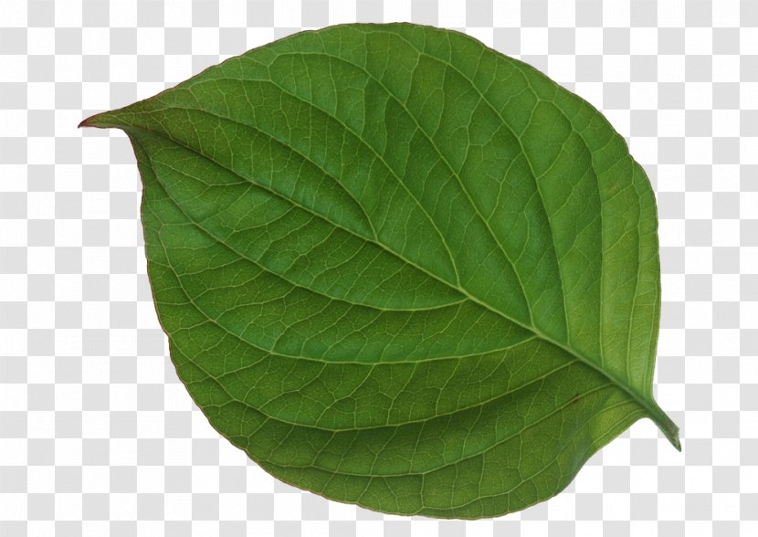 Leaf Green Texture Mapping - Bladnerv - Leaves,green,leaf,Fresh Transparent PNG
