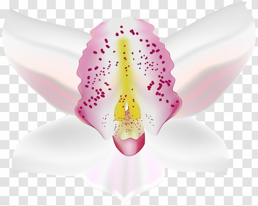 White Pink Flower Petal Plant - Flowering Moth Orchid Transparent PNG