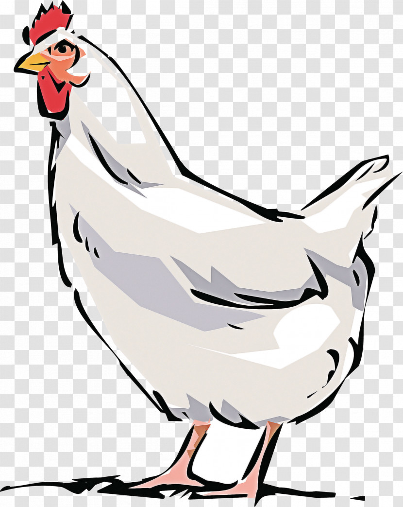 Bird Chicken Beak Rooster White Transparent PNG
