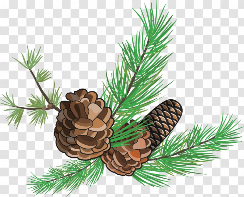 Pine Fir Spruce Conifer Cone - Leaf Transparent PNG