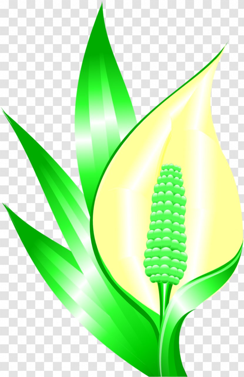 Leaf Grasses Plant Stem Commodity - Grass Family Transparent PNG