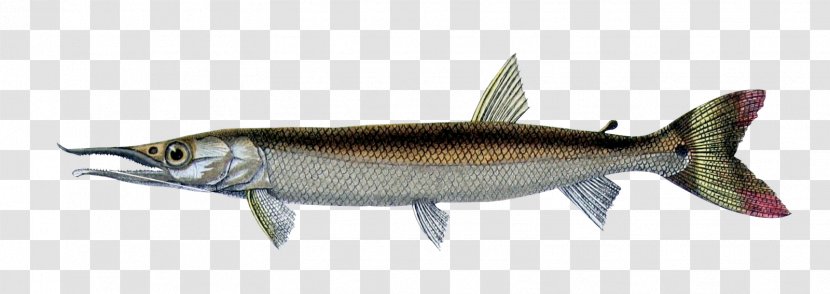 Sardine Fish European Sea Sturgeon Boulengerella Cuvieri Fresh Water - Seafood Transparent PNG