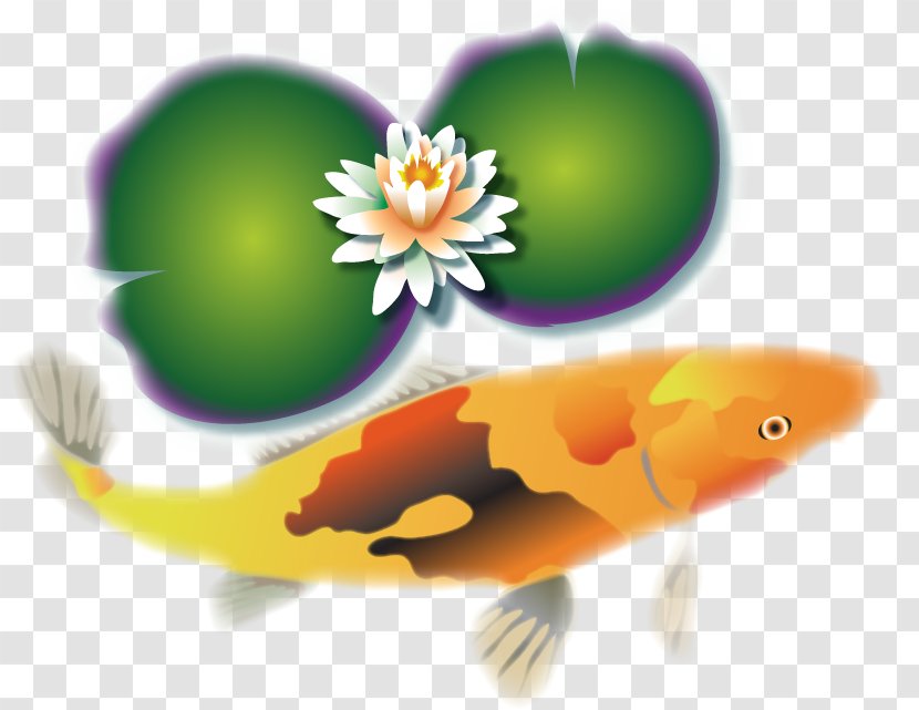 Orange Blue Green Koi Brown Transparent Png
