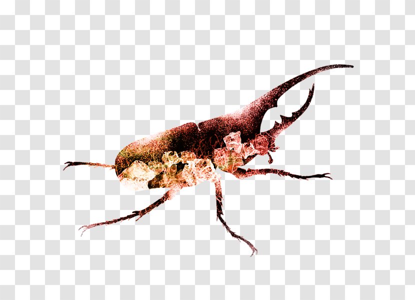 Painting Fine Art Beetle - Pest Transparent PNG