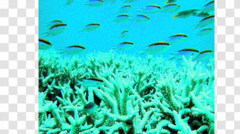 Coral Reef Fish University Of California, Davis Stony Corals Marine Biology - Corales Transparent PNG